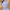 Women's Padded Crop-Top